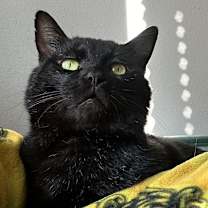 Thumbnail photo of Pringles #1