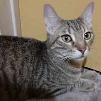 Thumbnail photo of Pappy #1