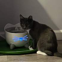 Thumbnail photo of Austin #3