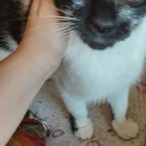 Thumbnail photo of Q-Tip #1