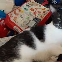 Thumbnail photo of Q-Tip #2