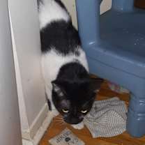 Thumbnail photo of Q-Tip #3