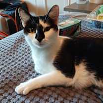 Thumbnail photo of Panda #2