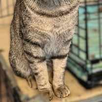 Thumbnail photo of THOMAS #2