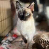 Thumbnail photo of MOCHI #1