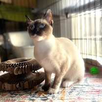 Thumbnail photo of MOCHI #2