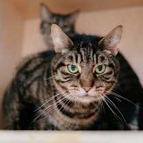 Thumbnail photo of Huckleberry (bonded with Goji) #2