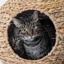 Thumbnail photo of Huckleberry (bonded with Goji) #4
