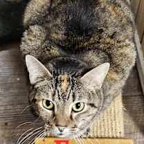 Thumbnail photo of Fern #4