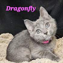 Thumbnail photo of Dragonfly #1