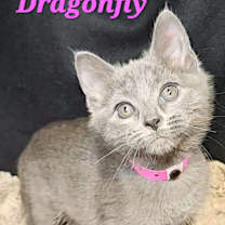 Thumbnail photo of Dragonfly #2