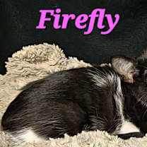 Thumbnail photo of Firefly #1