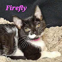 Thumbnail photo of Firefly #2