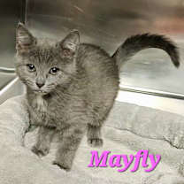 Thumbnail photo of Mayfly #1