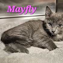 Thumbnail photo of Mayfly #2