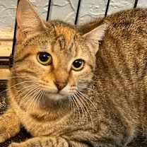 Thumbnail photo of Cashew #3