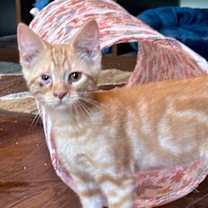 Thumbnail photo of Oakley #3