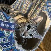 Thumbnail photo of Frito #1