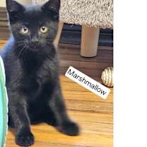 Thumbnail photo of Marshmallow #4