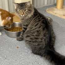 Thumbnail photo of Veronica #2