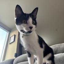 Thumbnail photo of Magician Mouse #1