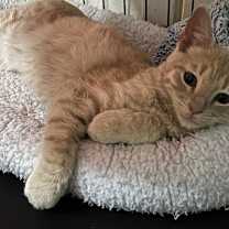 Thumbnail photo of CHASE #1