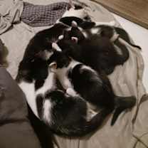 Thumbnail photo of Panda #3