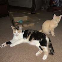 Thumbnail photo of Anastasia Buttercup Napa petco #1