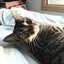 Thumbnail photo of Mouse #4