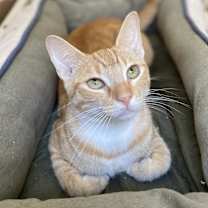 Thumbnail photo of Chandelier #2