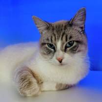 Thumbnail photo of Marshmellow #1