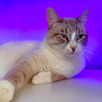 Thumbnail photo of Marshmellow #2