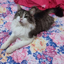 Thumbnail photo of Odin #2
