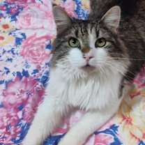 Thumbnail photo of Odin #3