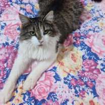 Thumbnail photo of Odin #4