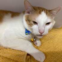 Thumbnail photo of Ducky #1