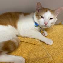 Thumbnail photo of Ducky #2