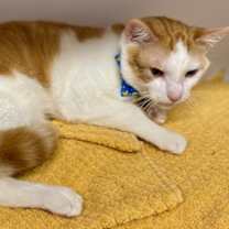 Thumbnail photo of Ducky #4