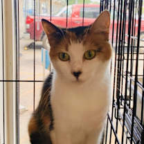 Thumbnail photo of Cindy  #2