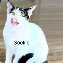 Thumbnail photo of SOOKIE #2