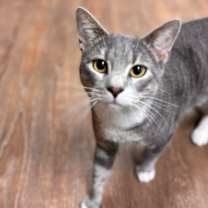 Thumbnail photo of Dusty #1