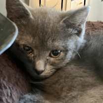 Thumbnail photo of Finch - Shy #3