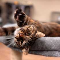 Thumbnail photo of Thumbelina #1