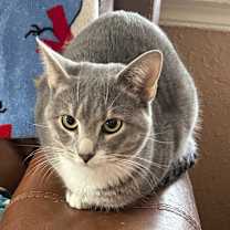 Thumbnail photo of Dusty #2