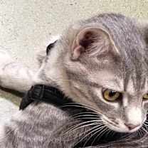 Thumbnail photo of Meowser #1