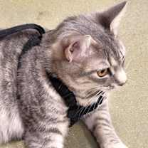 Thumbnail photo of Meowser #2