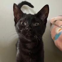 Thumbnail photo of Remy #1