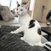 Thumbnail photo of Indigo #1