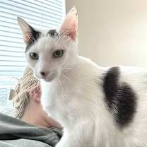 Thumbnail photo of Indigo #2