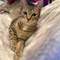 Thumbnail photo of Rafiki #2
